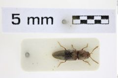 Foto (Dorsalansicht) von Silesis accentus (NHMW-ZOO-COL-0008490)